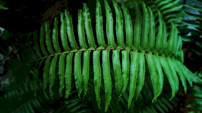 Hình ảnh lá dương xỉ với tán lá rộng, mỗi lá mọc song song nhau