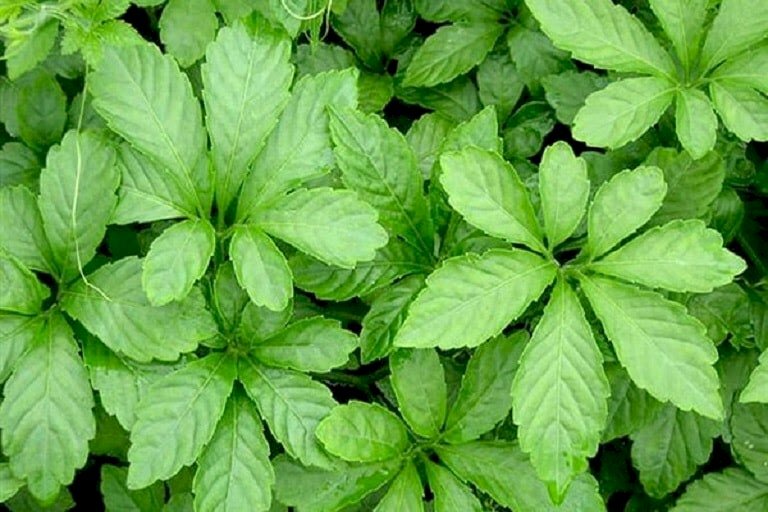 Hình ảnh chùm lá giảo cổ lam xòe như bàn tay, màu xanh lục