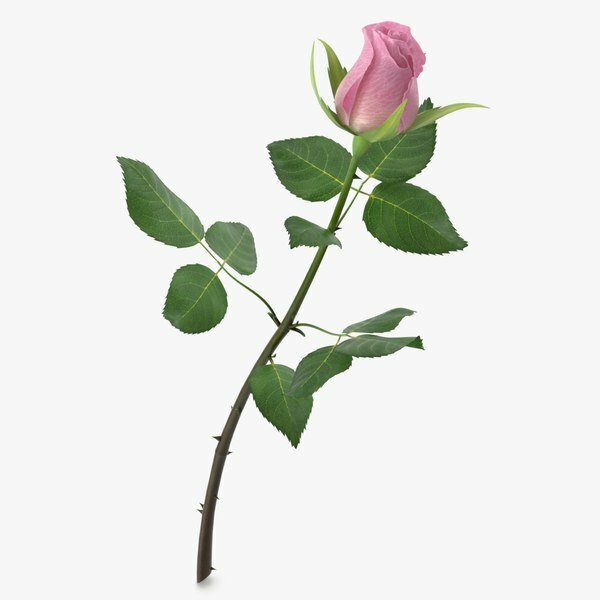 Hình ảnh cành hồng với từng nhánh lá xanh tuyệt đẹp