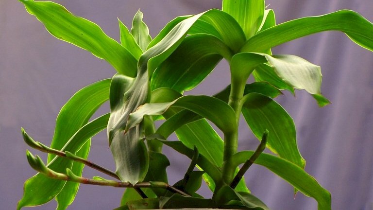 Hình cây lược vàng còn có tên gọi khác là địa lan vòi, lan rũ cây giả khóm, cây bạch tuộc hay trái lá phất dũ... 