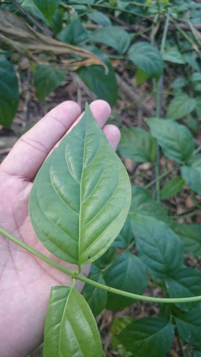 Hình dạng cây lá ngón với lá mọc đối, hình trứng thuôn dài, hơi hình mác, đầu nhọn, phía cuống nhọn hoặc hơi từ, mép nguyên, bóng nhẵn