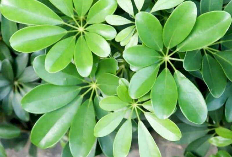 Hình ảnh cây ngũ gia bì có công dụng đuổi muỗi giúp không khí thông thoáng