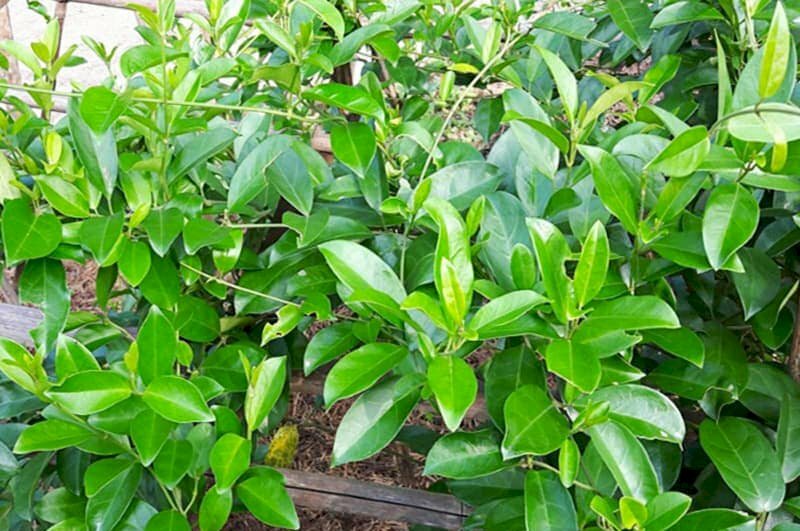 Hình ảnh giàn dây leo thìa canh xanh mướt