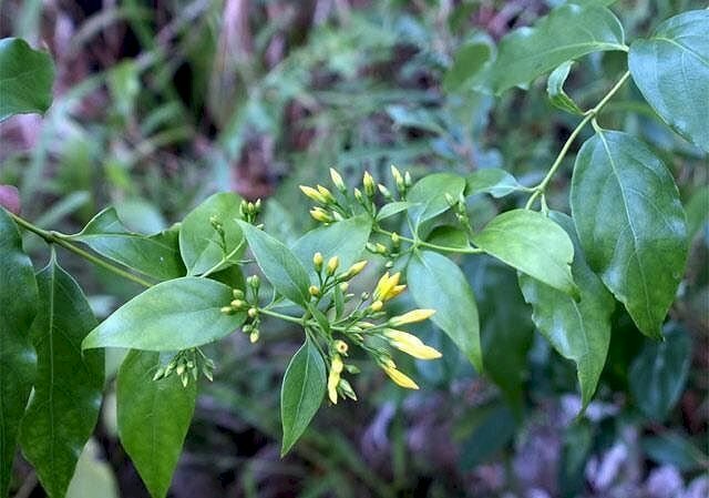 Hình ảnh cây lá ngón độc tử thần