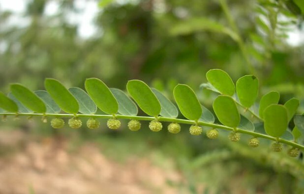 Quả cây chó đẻ mọc thành hàng dưới tán lá rất đẹp