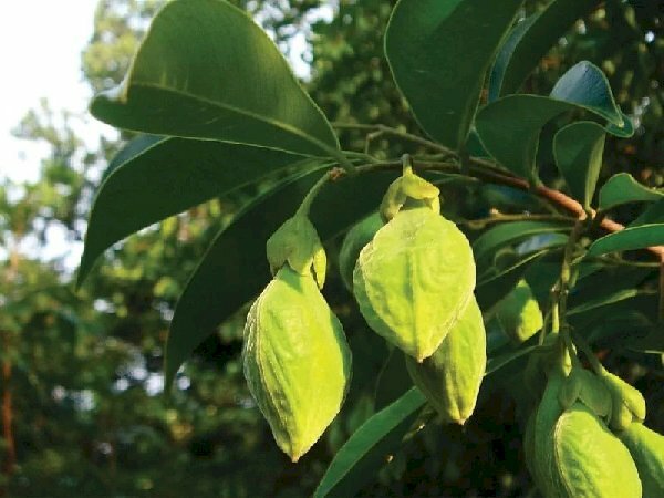 Hình ảnh quả của cây dó bầu dưới tán lá