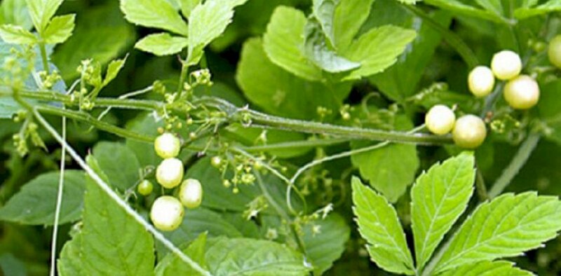 Hình ảnh trái giảo cổ lam còn non trên nhánh cây