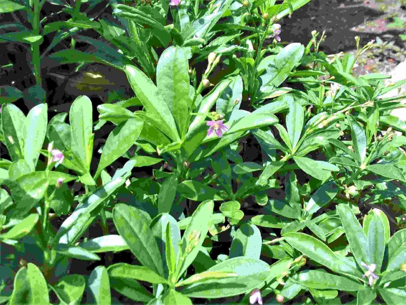 Hình ảnh về cây sâm đất những luống rau sâm đất dưới nắng ấm