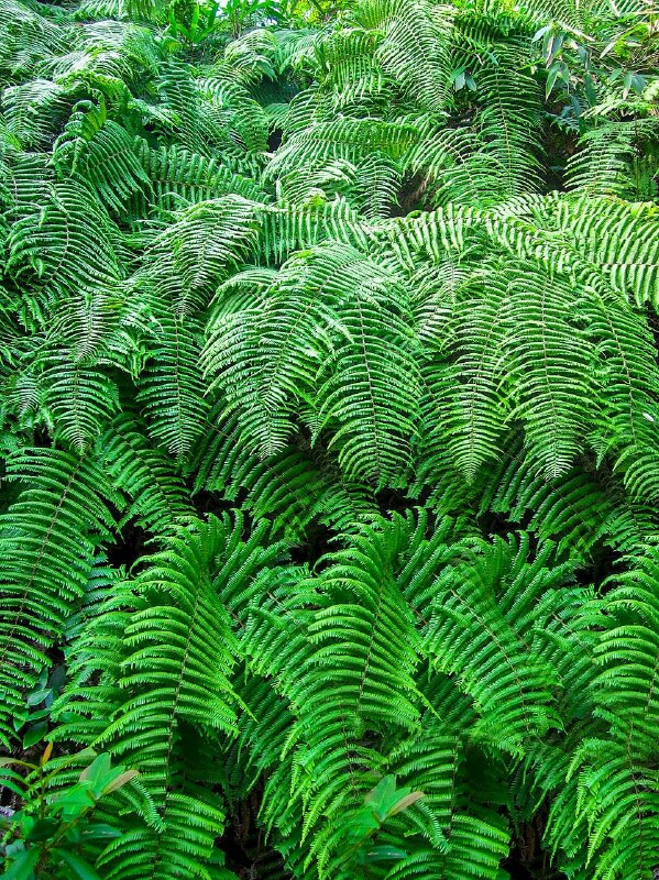 Hình cây dương xỉ mọc thành rừng rất xanh tốt và đẹp mắt