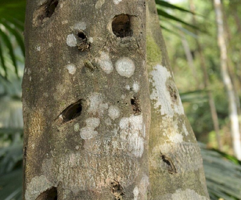 Hình ảnh thân cây gió bầu có thể dùng làm gỗ xây dựng, vỏ cây có thể làm thành sợi cùng mùi hương đặc trưng