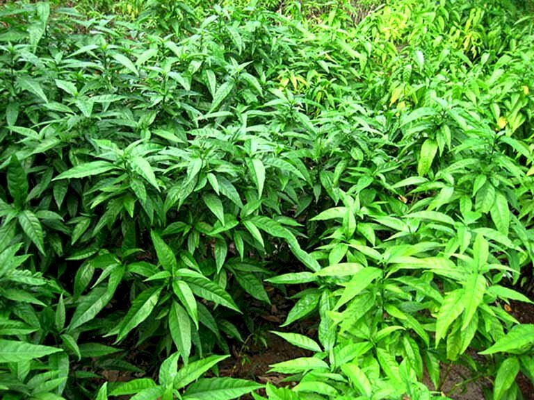 Hình ảnh vườn bìm bịp hay còn gọi là cây xương khí rất xanh tốt