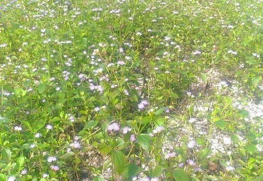 Hình ảnh vườn cây cứt lợn cùng vô số hoa nở rộ dưới nắng