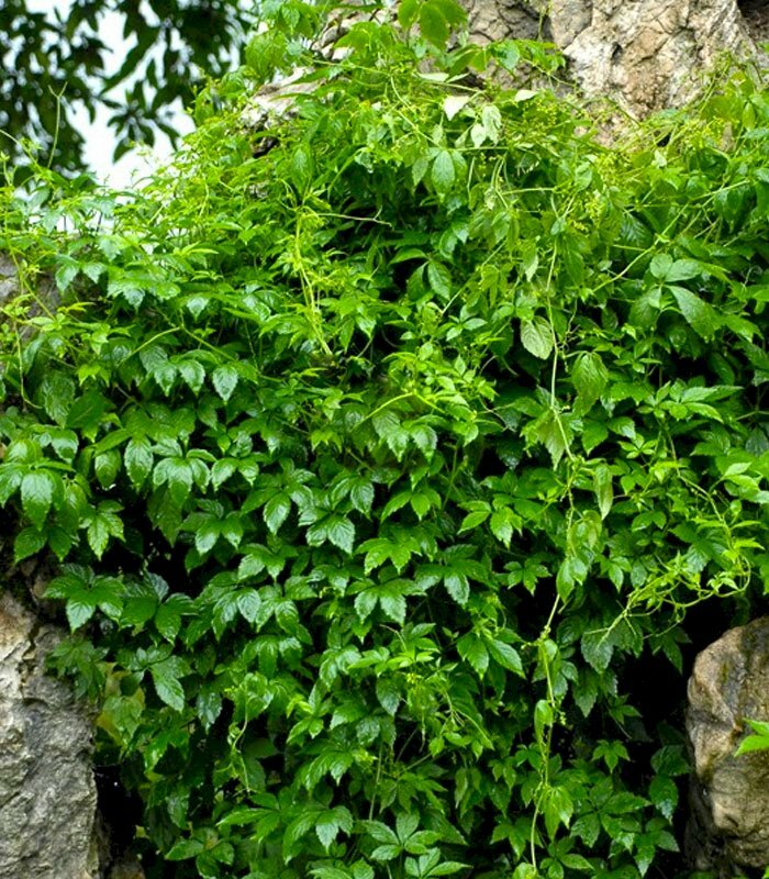 Hình ảnh cây giảo cổ lam mọc thành giàn trên vách đá