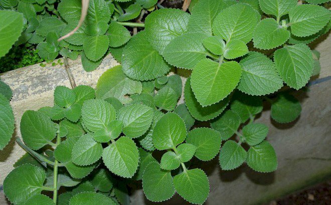 Ảnh vườn cây húng chanh xanh mát 