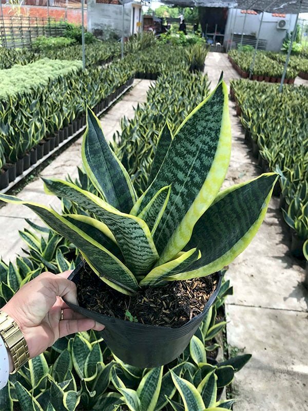 Hình ảnh vườn cây lưỡi hổ vàng