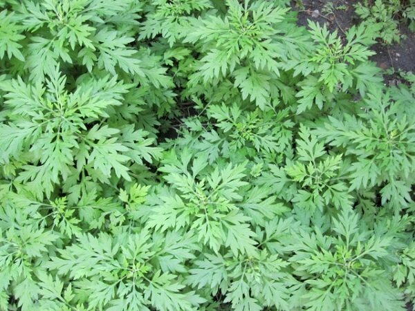 Hình ảnh vườn ngải cứu xanh ngát tuyệt đẹp