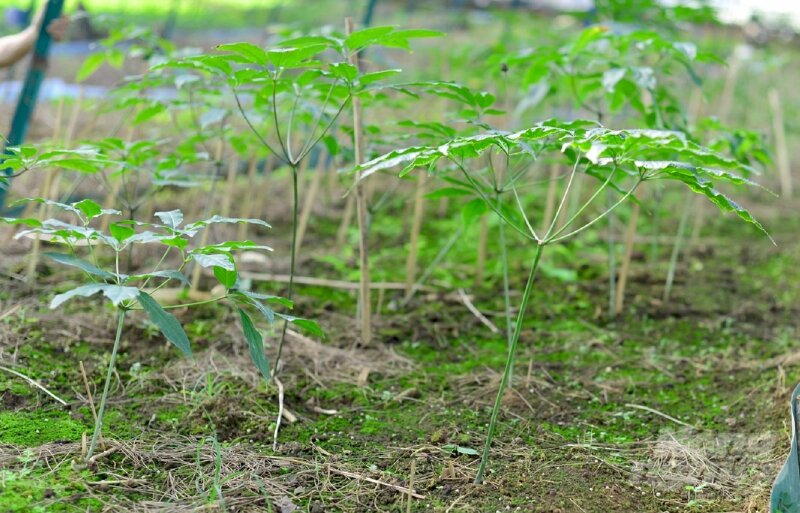 Hình ảnh vườn sâm ngọc linh được ươm lên những cây non