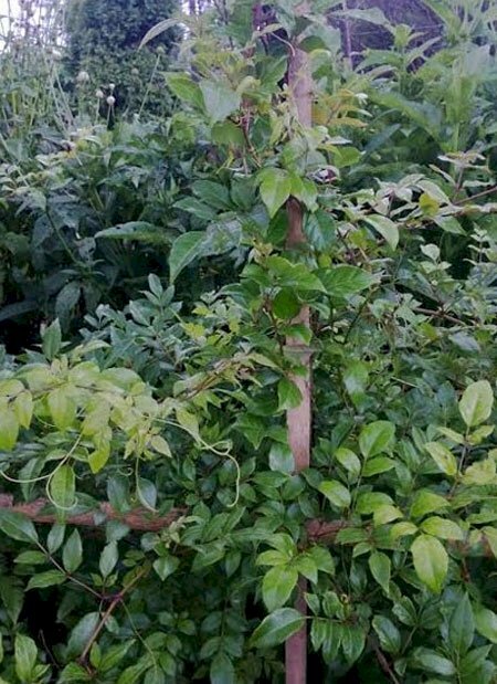 Hình ảnh nhánh chè dây xanh tươi