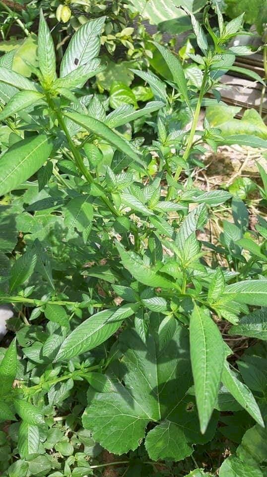 Hình ảnh vườn rau mương dưới nắng mặt trời