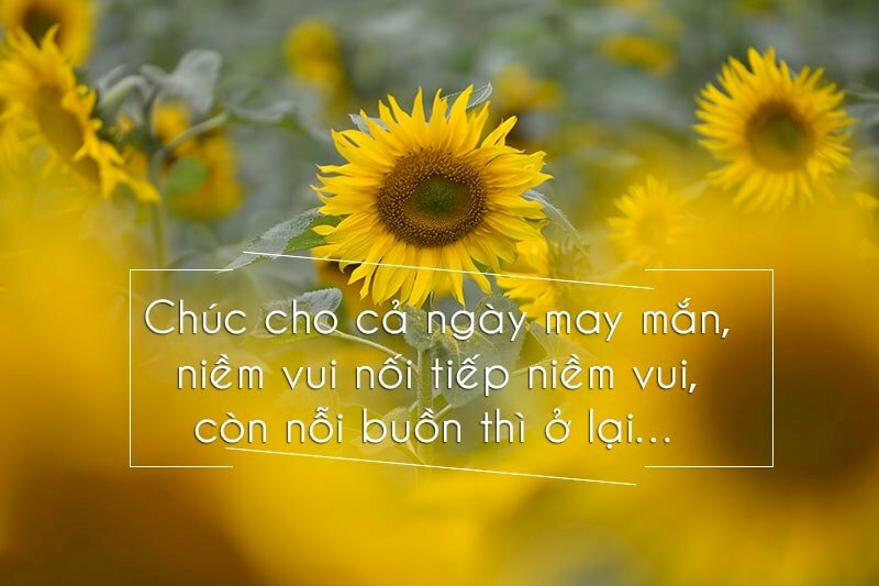 Hình ảnh vườn hoa hướng dương cùng lời chúc tốt đẹp đầy yêu thương