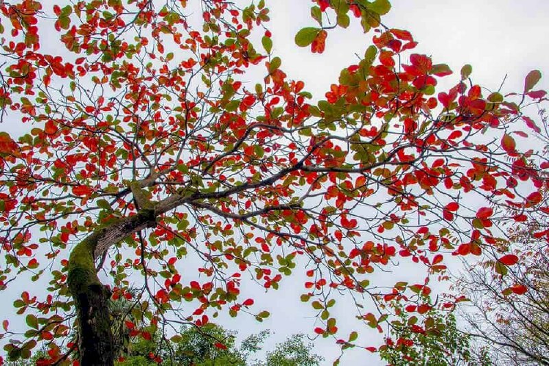 Hình ảnh cây bàng mùa hè, ảnh cây bàng lá đỏ tuyệt đẹp giữa bâu trời khác với ảnh cây bàng mùa đông lạnh lẽo, mỗi mùa là một nét đẹp khác nhau