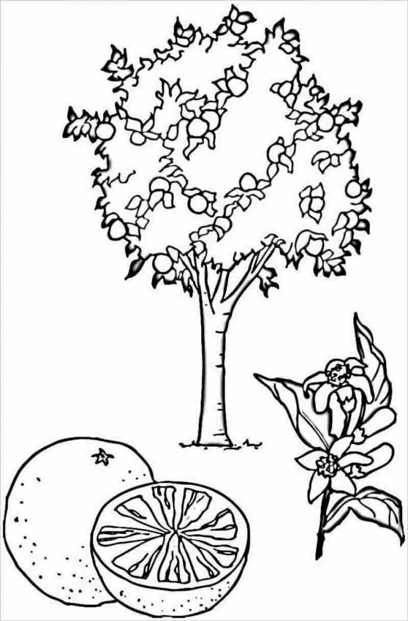 Chia sẻ 80 về hình vẽ cây con  coedocomvn