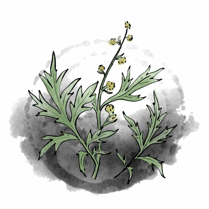 Hình ảnh vẽ minh họa cây ngải cứu