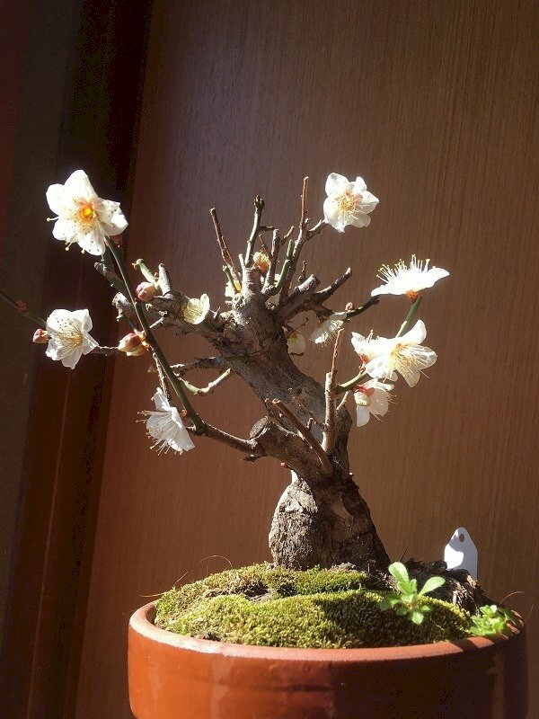 Hình ảnh hoa mai trắng bonsai đẹp 