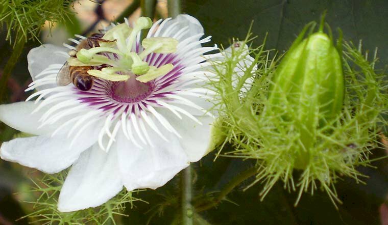 Hình ảnh hoa lạc tiên và nụ hoa mới nhú