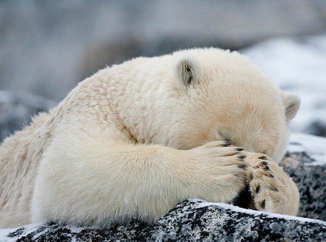 Ảnh gấu trắng buồn khóc lấy 2 tay che mắt 