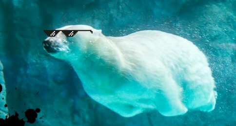 Ảnh gấu trắng đeo kính đen đang bơi dưới nước 