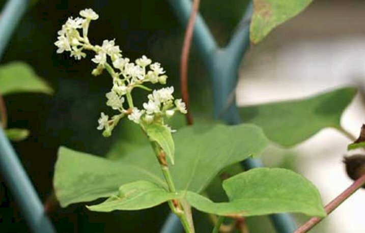 Hình ảnh hoa hà thủ ô trên cành lá