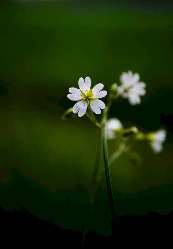 Ảnh cành hoa trắng xinh đẹp trên nền hậu xảnh xanh biếc rất thiên nhiên