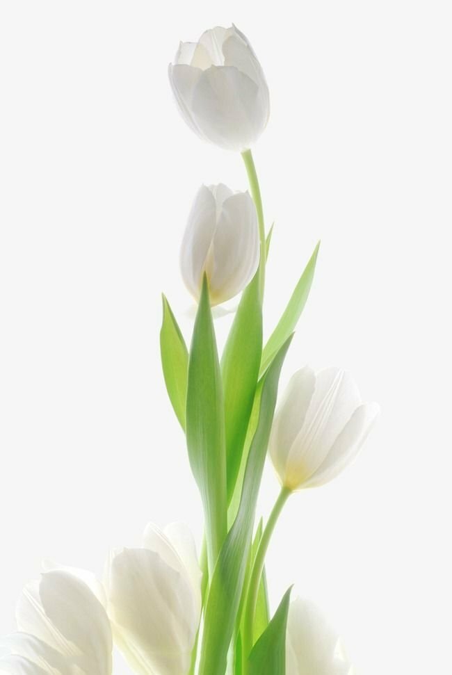 199 Mẫu hoa tulip đẹp và ý nghĩa tại Hoa tươi 360, Giá rẻ nhất