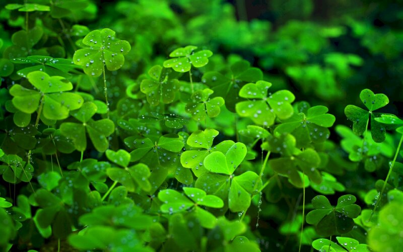 Ảnh đại diện vườn hoa cỏ may mắn xanh mướt