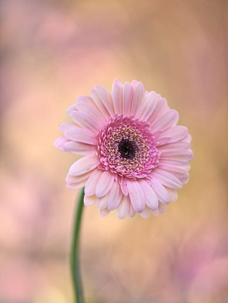 Biểu tượng hoa đồng tiền rực rỡ