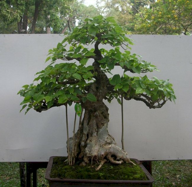 Hình ảnh bồ đề bonsai rất ấn tượng