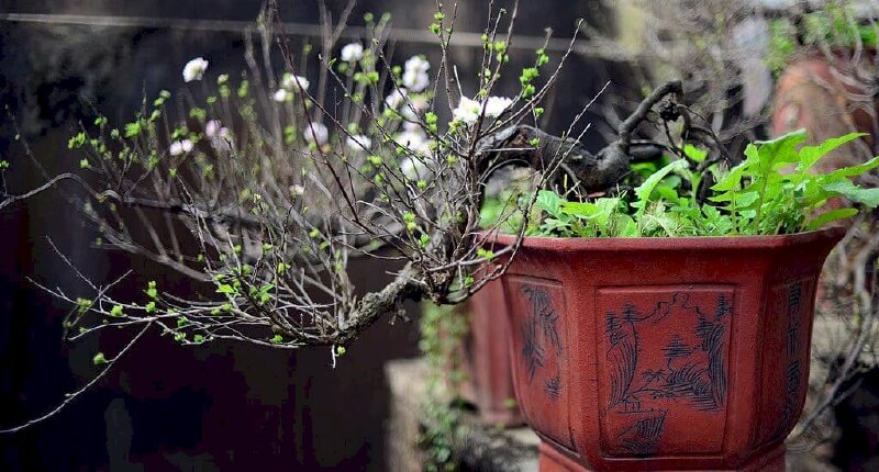 Hình ảnh bonsai cây hoa nhất chi mai rất nghệ thuật