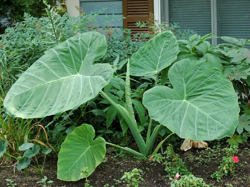 Hình ảnh cây rau bạc hà thường được bà con Nam Bộ nấu canh chua, nấu lẩu,...