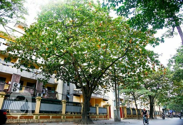 Ảnh cây bàng sân trường xanh mát