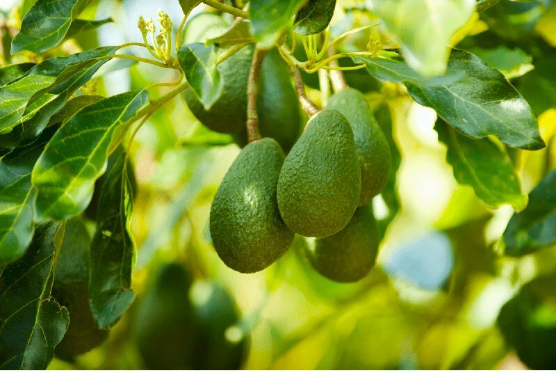 Hình ảnh cây bơ cho chùm quả lung linh dưới nắng vàng