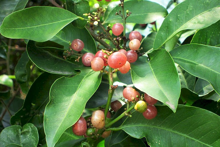 Hình ảnh cành lá và quả cây bưởi bung mang tính dược liệu cao, là loại thuốc quý trong Đông Y