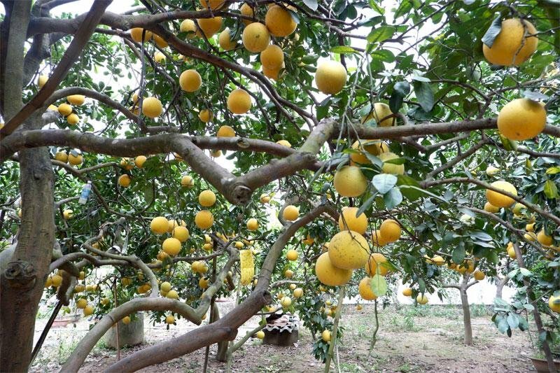 Hình ảnh vườn cây bưởi diễn cho ra quả rất nhiều