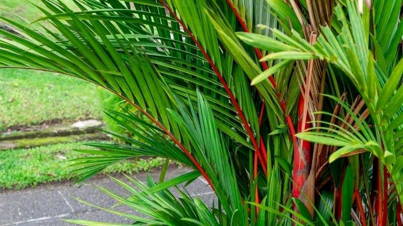 Hình tán lá cây cau đỏ với cành màu đỏ lá màu xanh rất độc đáo