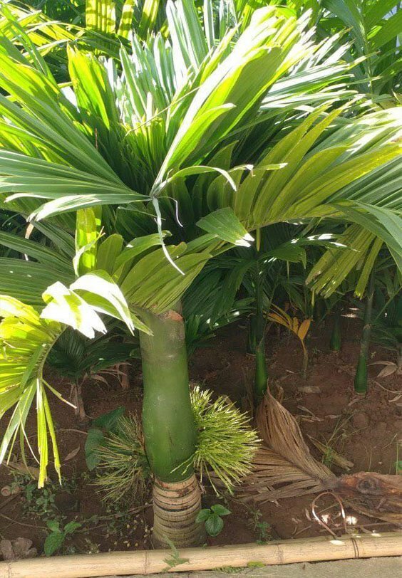 Hình ảnh của cây cau lùn trồng làm cảnh