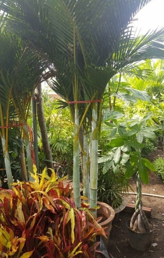 Hình ảnh thân cây cau vua