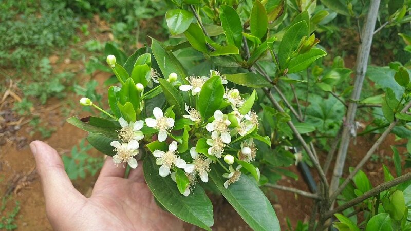 Hình ảnh chùm hoa cherry Brazil nở tuyệt đẹp