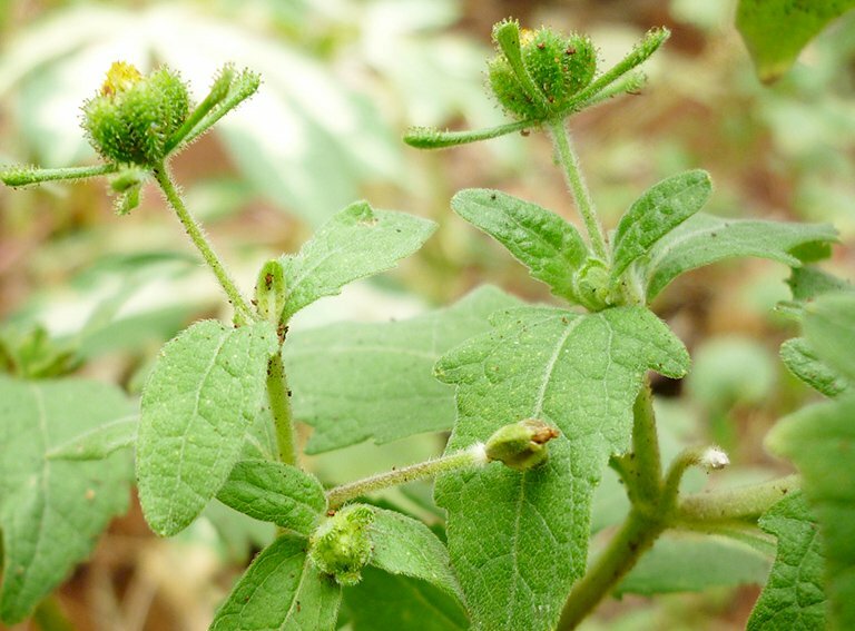Cây hy thiêm (cây cho đẻ hoa vàng) còn có các tên gọi khác như: Cứt lợn, hy tiên, cỏ đĩ, hồ cao, chó đẻ, nụ áo rìa, hồ cao, hy kiểm thảo, niêm hồ thái, chư cao, chó đẻ hoa vàng, lưỡi đồng,…