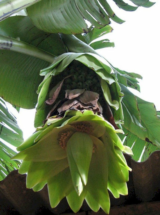 Hình ảnh cây chuối Việt Nam thuộc giống chuối cô đơn là giống chuối dược liệu quý