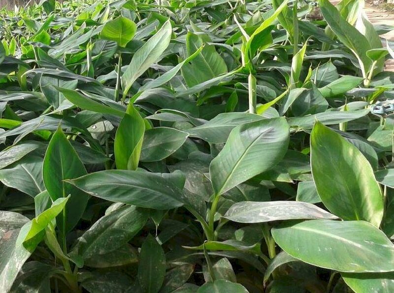 Hình ảnh vườn giống cây chuối đỏ